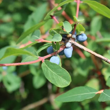 Almyssen بيت للعطل