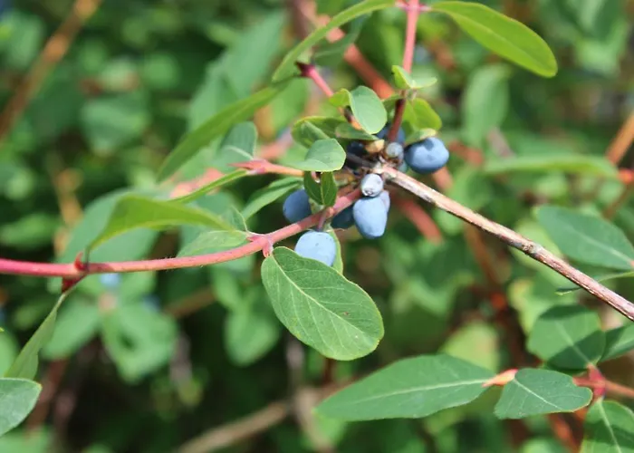 Almyssen Semesterbostad
